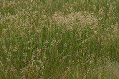 Juncus subnodulosus