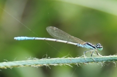 Agriocnemis pieris