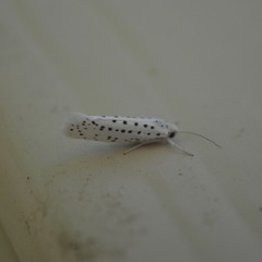 Yponomeuta multipunctella