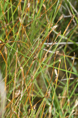 Eleocharis quinqueflora