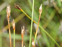 Eleocharis quinqueflora