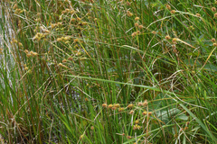 Carex lepidocarpa
