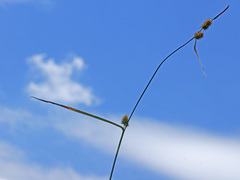 Carex lepidocarpa