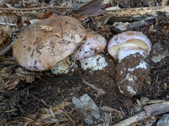 Cortinarius lilacinocolossus