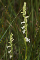 Spiranthes aestivalis