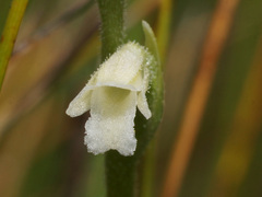 Spiranthes aestivalis