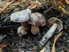 Cortinarius cisqhale