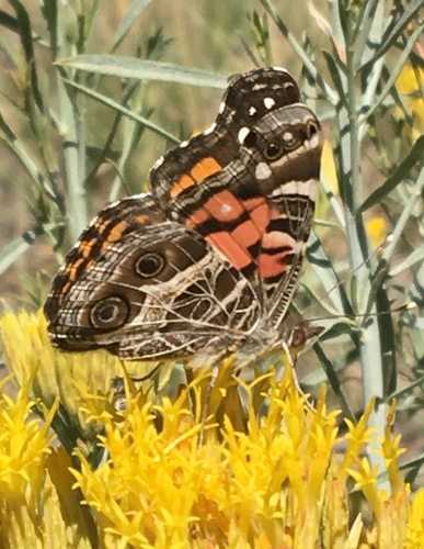 iNaturalist observation photo of American Lady