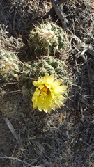 Coryphantha radians