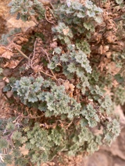 Phacelia perityloides