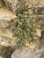 Phacelia perityloides