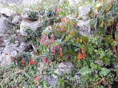 Fuchsia pringsheimii