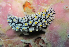 Phyllidia elegans