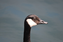 Branta canadensis