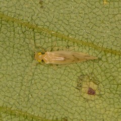 Caeciliusidae