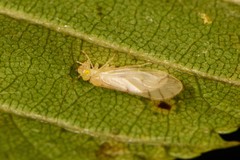 Caeciliusidae