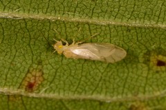 Caeciliusidae