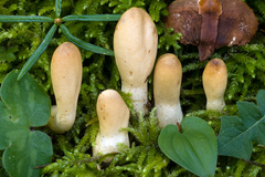 Trichoderma leucopus