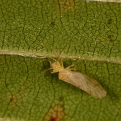 Caeciliusidae