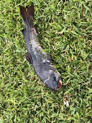 Ameiurus catus
