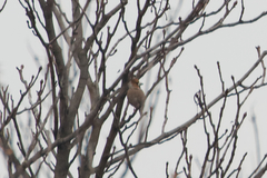 Coccothraustes coccothraustes