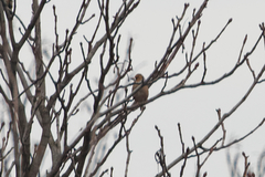 Coccothraustes coccothraustes