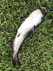 Ameiurus catus