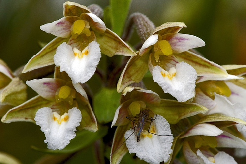 Marsh Helleborine