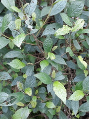 Gyrotaenia myriocarpa