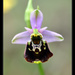 Late Spider-Orchid - Photo (c) Christophe Quintin, some rights reserved (CC BY-NC)