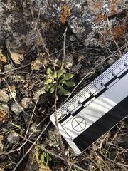 Dudleya blochmaniae blochmaniae