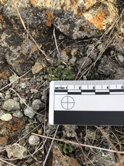 Dudleya blochmaniae blochmaniae