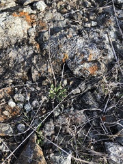 Dudleya blochmaniae blochmaniae