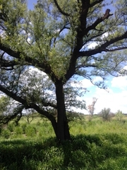 Schinopsis lorentzii