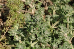 Galium maritimum