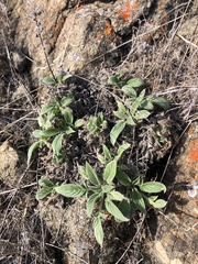 Phacelia imbricata imbricata