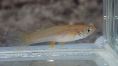 Poecilia salvatoris