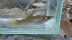 Poecilia salvatoris