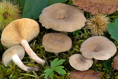 Lactarius pterosporus