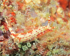 Hypselodoris