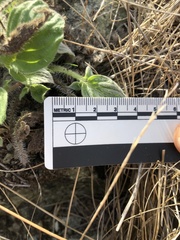 Phacelia imbricata imbricata