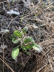Phacelia imbricata imbricata