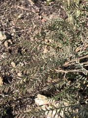 Astragalus curtipes