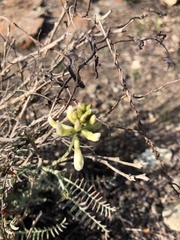 Astragalus curtipes