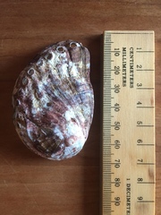 Haliotis spadicea