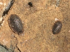 Psephenidae