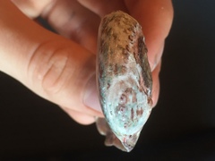 Haliotis spadicea