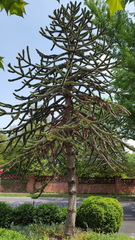 Araucariaceae