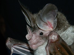Chrotopterus auritus