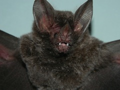 Trachops cirrhosus